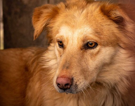 Kutya karácsonyra: örökbefogadásra ösztönöz a sepsiszentgyörgyi menhely