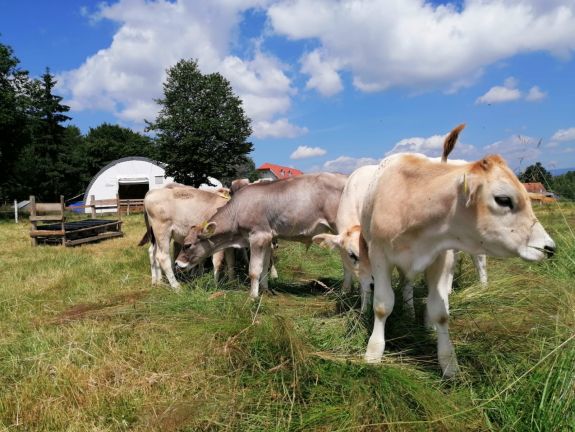 A szárazság többletköltséget okozott a Hargita megyei tehenészetekben