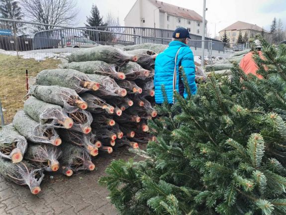 Csíki karácsonyfatrend – A nordmann a menő, fehér fenyőt már alig kapni