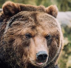 Maszol: Az idei év legmegrázóbb medvetámadása és három fontos változás, amit ez hozott