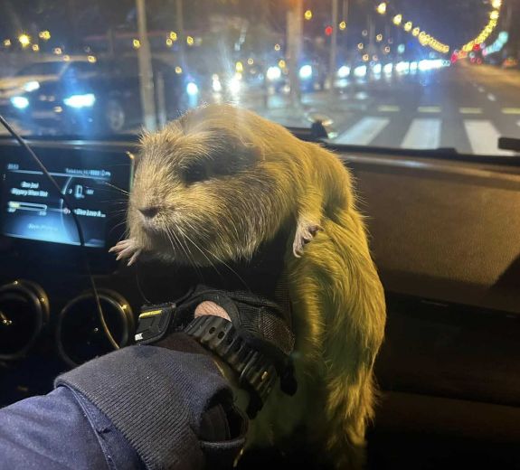 Tengerimalacot mentettek a rendőrök – megtelt az internet mémekkel