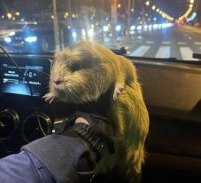 Tengerimalacot mentettek a rendőrök – megtelt az internet mémekkel