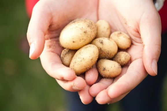 Már igényelhető az állami támogatás a paradicsom-, fokhagyma- és krumplitermesztésre