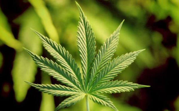 Húsz kilogramm mariuhánát vásárolt egy aradi orvos, lebukott
