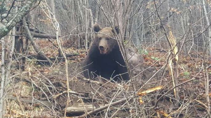 A szemetelő medvék után takarítottak Brassóban