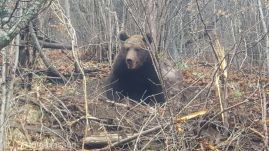 A szemetelő medvék után takarítottak Brassóban