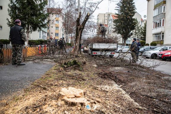 Csíkszereda: kivágják a Nárcisz sétány elöregedett akácfáit