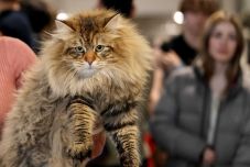 „Macskaszépségverseny” Londonban: mutatjuk a különleges egyedeket