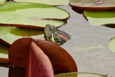 Meguntad, ezért szabadon engeded? Ezzel halálra ítéled a teknősöd! 