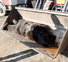 Medvét gázoltak el Kovászna megyében