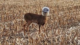 Legalább 12 napig élt egy szarvas műanyagtartályba szorult fejjel 