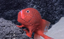 Csodás videón több mint 100 eddig ismeretlen tengeri állat 