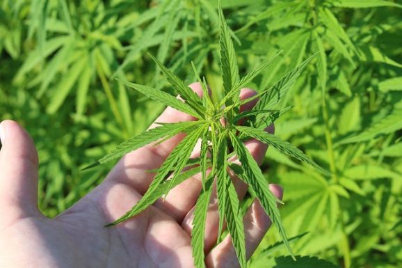 Legalizálták Németországban a marihuána fogyasztását