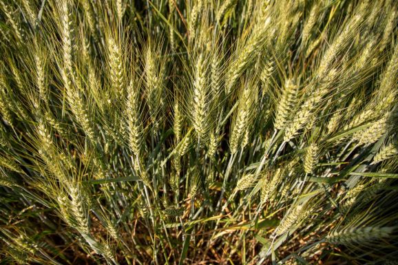 A statisztikai intézet szerint jelentősen csökkent a mezőgazdasági termékek ára