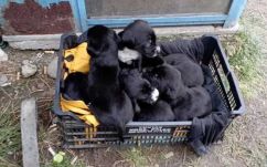 Kegyetlenség: tíz kiskutyát hagyott sorsára, most körözik az interneten