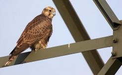 Kijelölték a 2024-es év madarát Magyarországon