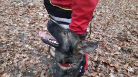 Borisz, a székelyföldi mentőkutya így készül csapatával a bevetésekre (VIDEÓ)