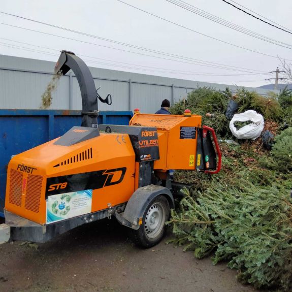 Figyelem, elindultak a fenyőjáratok: Sepsiszentgyörgyön három váltásban gyűjtik a karácsonyfát