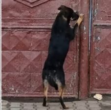 Állatkínzás: borsos bírságot kapott egy szamosújvári férfi, mert órákig a kapuban tartotta a kutyáját (VIDEÓ) 