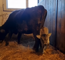 Mokanyicaboci született a Marosvásárhelyi Állatkertben (VIDEÓ)