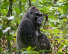 Elpusztult Kingo, a gorillák királya