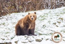 Újra a Sanyika néven ismert, azóta Emilnek keresztelt medvével népszerűsíti adománygyűjtő kampányát a zernyesti menhely
