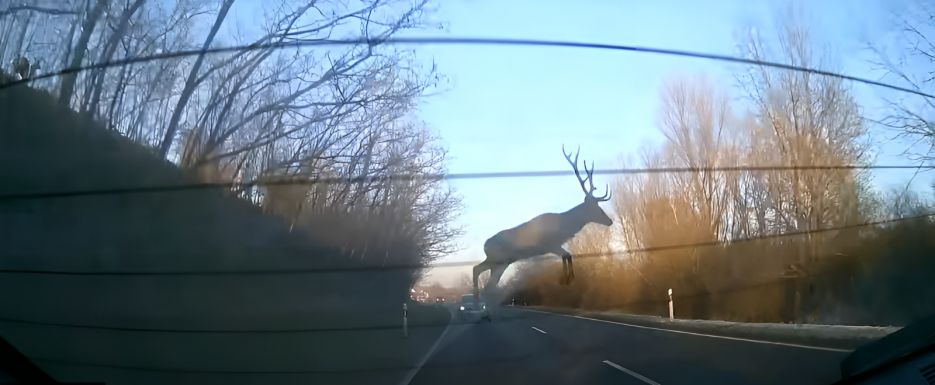 Baleset nélkül úszták meg: hatalmas szarvas ugrott át egy közlekedő járművet 