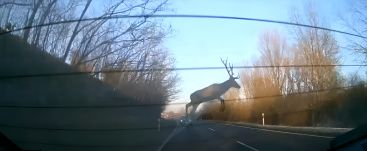 Baleset nélkül úszták meg: hatalmas szarvas ugrott át egy közlekedő járművet 