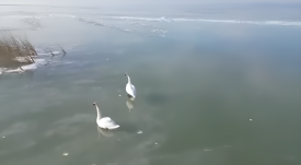 Vízimentőket riasztottak: hattyúk fagytak a Balaton vizébe