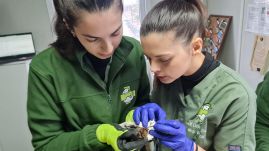 Többezer denevért mentettek ki egy padlásról (VIDEÓ)