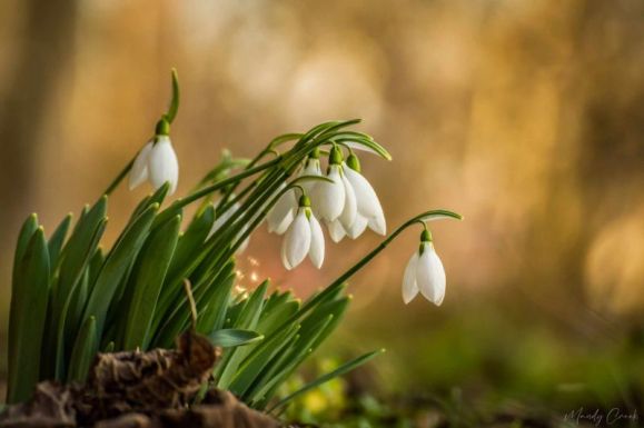 Fittyet hánynak a hóra, fagyra: nyílnak az első hóvirágok