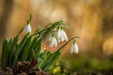 Fittyet hánynak a hóra, fagyra: nyílnak az első hóvirágok