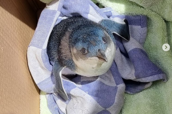 Egy kifutópályára tévedt pingvin miatt késtek a repülők