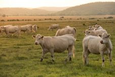Hetvenkétmillió eurót szán a kormány az állattenyésztőknek