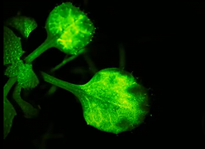 Először rögzítették a növények kommunikációját: videón, ahogy riasztják egymást veszély esetén