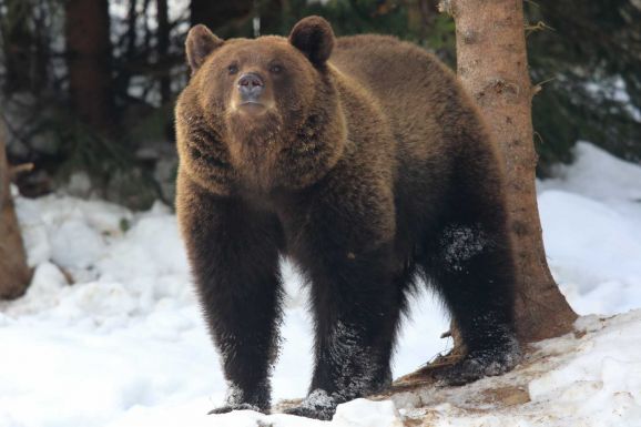 Juhászra támadt a medve