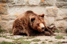Medvenapok a Marosvásárhelyi Állatkertben