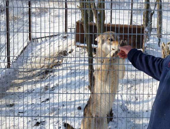 Megunt, kóbor, hontalan – Gazdátlan állatok sorsa Kézdivásárhelyen