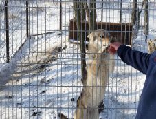 Megunt, kóbor, hontalan – Gazdátlan állatok sorsa Kézdivásárhelyen