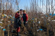 Háromszéken célba ért az őshonos gyümölcsfák visszatelepítése