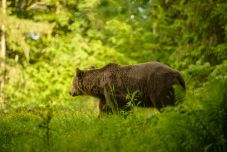 Medveriasztás Székelyudvarhelyen – csapdába esett egy medvebocs, az anyamedve is a közelben lehet