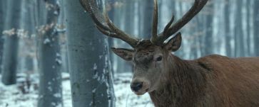 FRISSÍTVE – Mégsem orvvadászák mészárolták le a filmsztár szarvast Gödöllőn