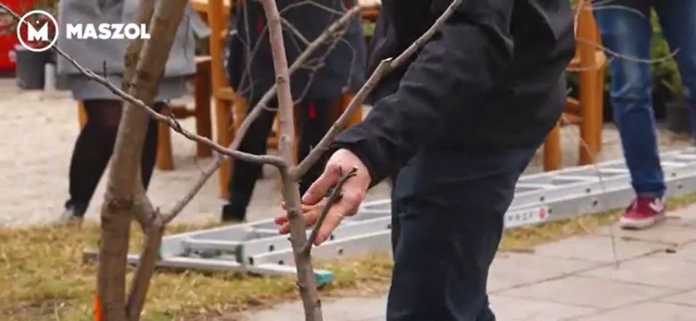 Biogazdálkodás, bogyósgyümölcsök feldolgozása: Kertészeti Szakmai Napok és Konferencia Csíkmadarason