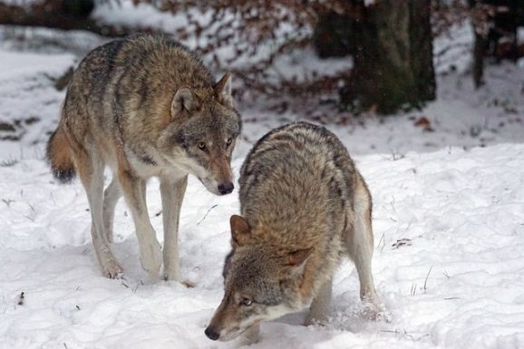 Szembeszállnak az EB-vel, fenntartanák a farkasok szigorú védettségét a romániai állatvédők