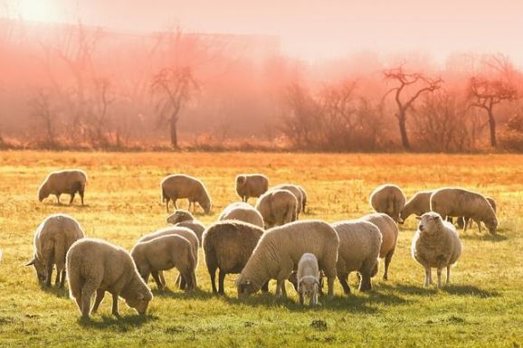 Tízezernél több gazdálkodó vett fel tavaly jogosulatlanul mezőgazdasági támogatást