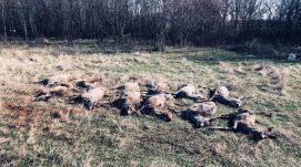 Tucatnyi őz tetemére bukkantak egy bánsági mezőn