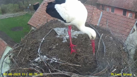 Megérkezett az első gólya, méghozzá a Maros megyei Sáromberkére 