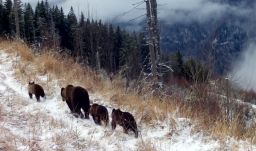 Cuki videóval köszönti a nőket a természetvédő alapítvány: bocsok, őzgidák, vadmalacok sorjáznak