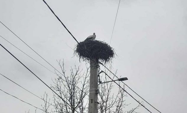 Megérkeztek az első gólyák Háromszékre