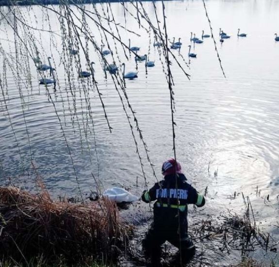 Horgászzsinórba akadt hattyút mentettek a tűzoltók